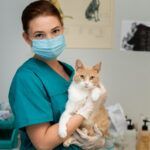 cabinet-veterinar-sector-4