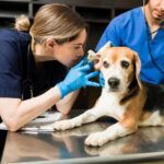 cabinet-veterinar-bucuresti-2