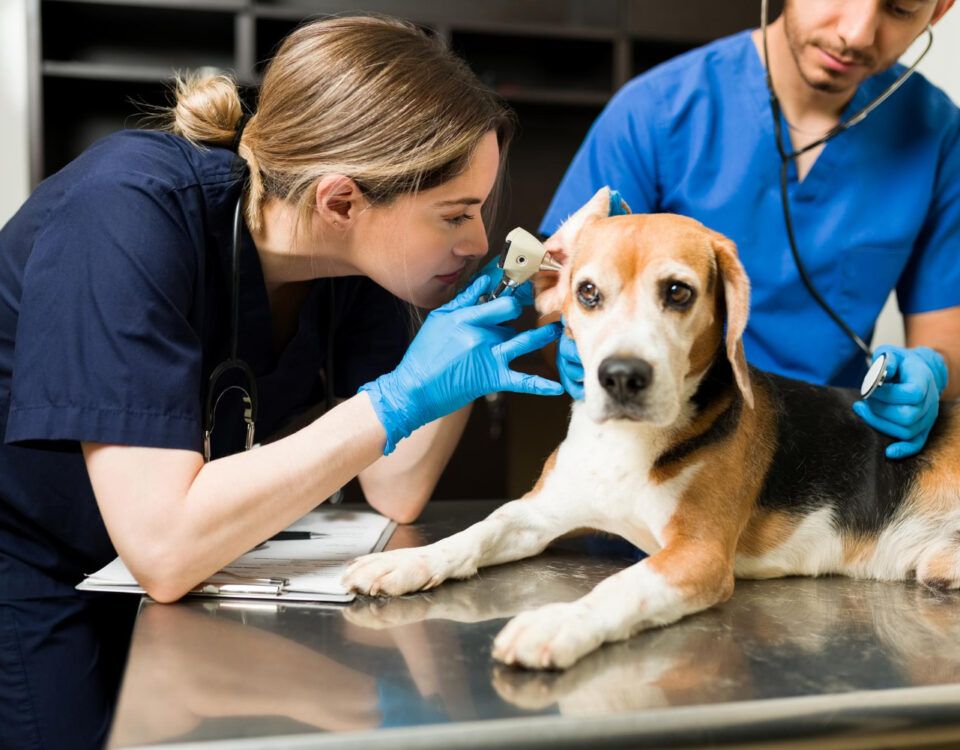 cabinet-veterinar-bucuresti-2